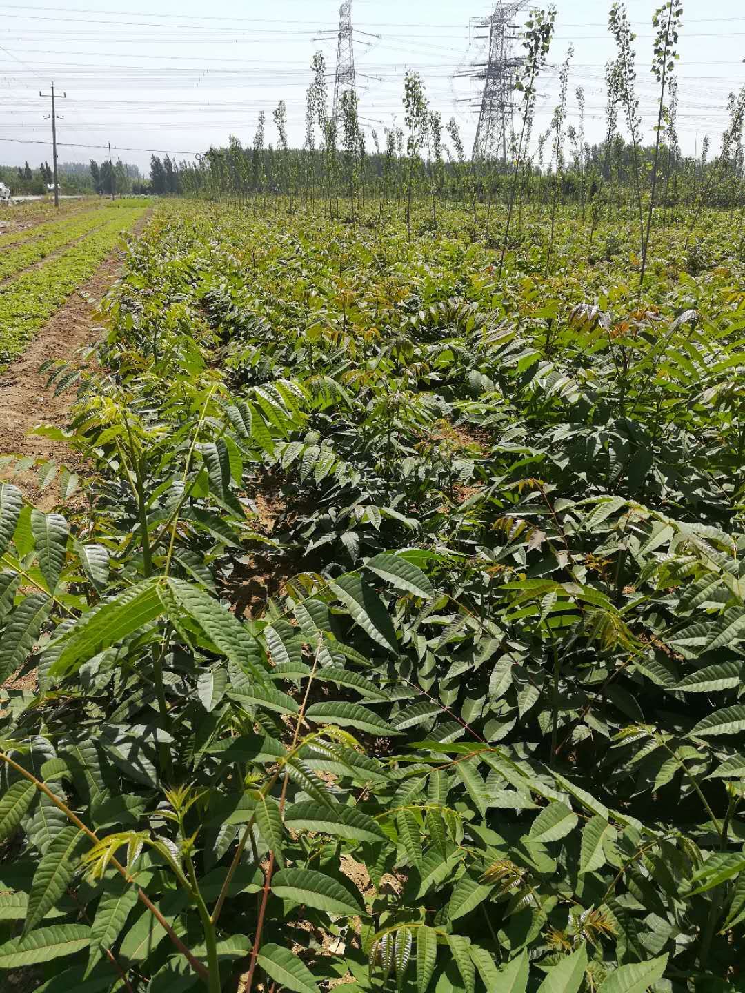 香椿苗移栽多長時間發芽香椿樹苗圖片