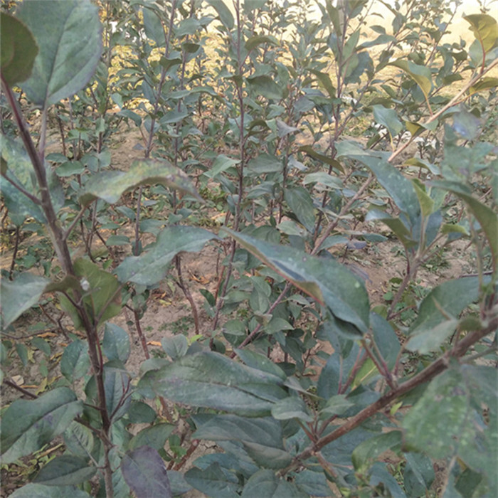 郴州早熟蘋果苗出售價(jià)格想種植蘋果苗哪個(gè)好