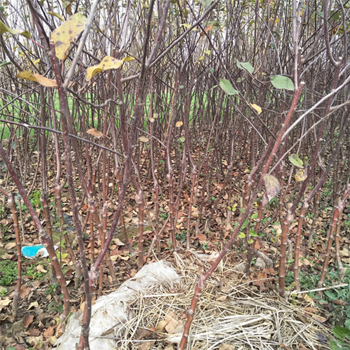 郴州早熟蘋果苗出售價(jià)格想種植蘋果苗哪個(gè)好
