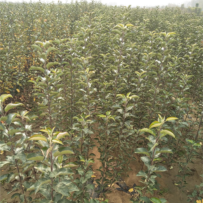 昌吉蘋果苗新品種南方種植蘋果苗怎么種