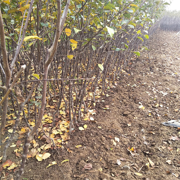 甘孜紅富士蘋果苗多久能結(jié)果想種植蘋果苗哪個好