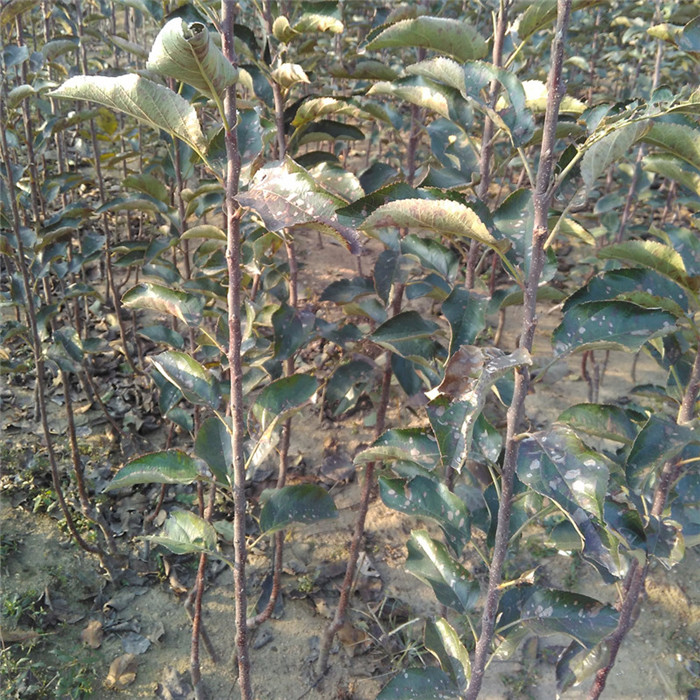 陽(yáng)泉蘋(píng)果苗新品種什么時(shí)候種植好哪里賣(mài)蘋(píng)果苗