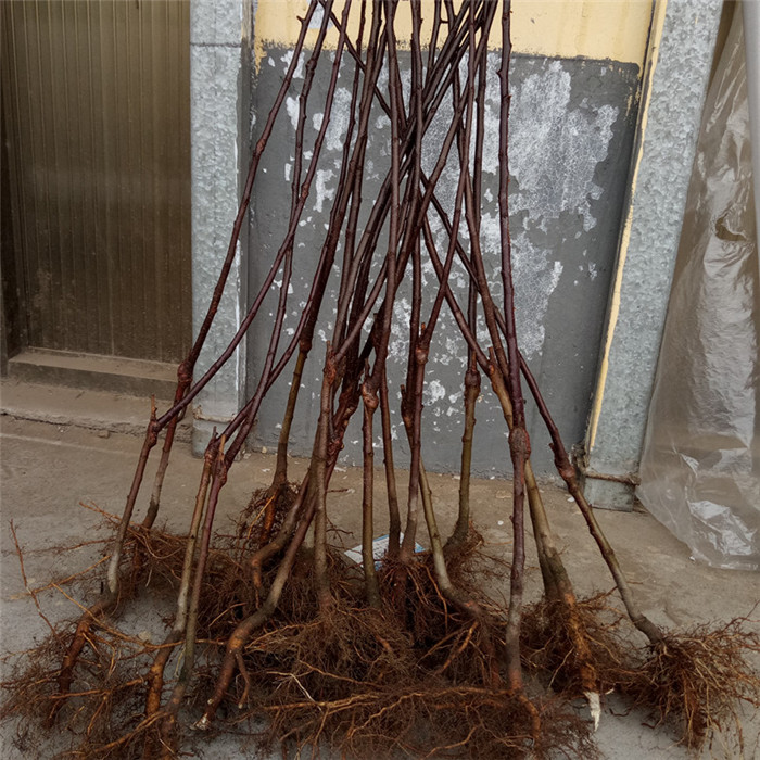 駐馬店紅富士蘋果苗購買想種植蘋果苗哪個好