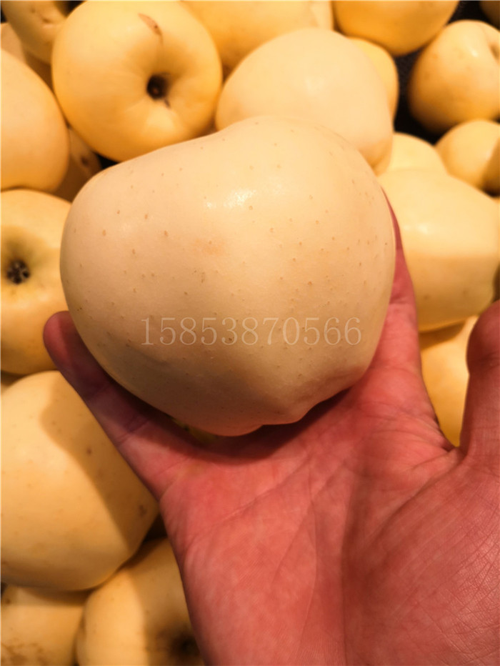 迪慶晚熟蘋(píng)果苗多久能結果哪個(gè)蘋(píng)果苗品種好