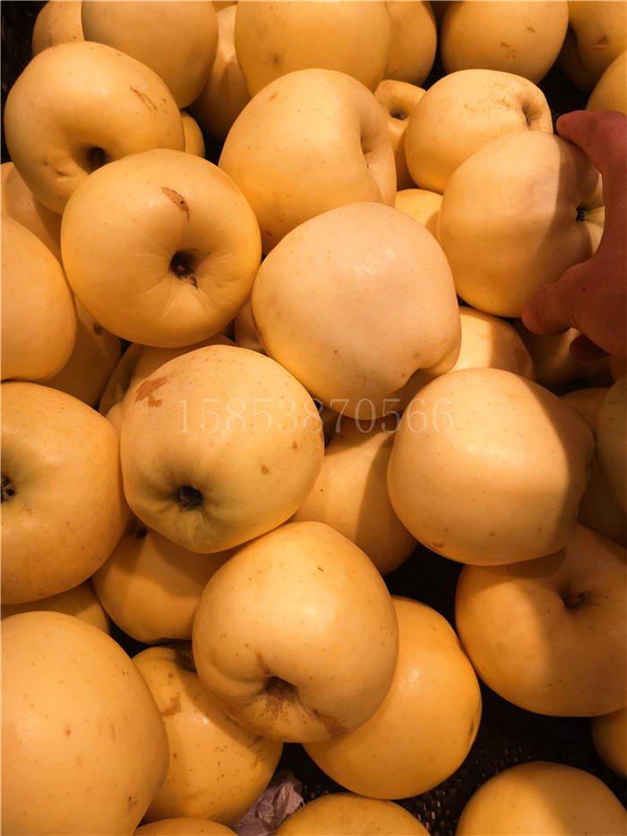 盤錦早熟蘋果苗南方種植新品種蘋果苗報(bào)價(jià)