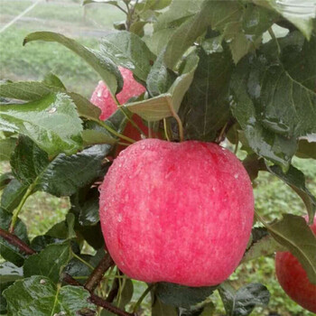 泸州苹果树苗南方种植苹果苗怎么样