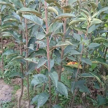 池州紅富士蘋果苗矮化蘋果苗價格什么時候栽蘋果苗好