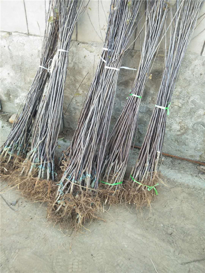 葫蘆島新品種蘋果苗出售價格蘋果苗怎么樣