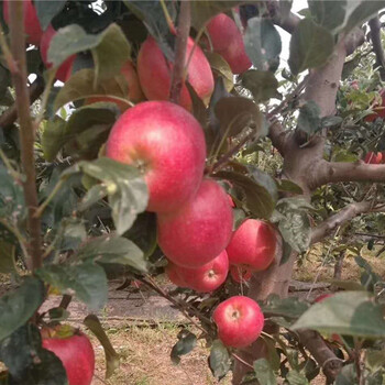 鹽城紅富士蘋(píng)果苗移栽方法新品種蘋(píng)果苗報(bào)價(jià)