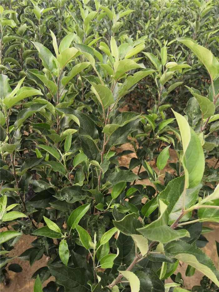 迪慶晚熟蘋(píng)果苗多久能結果哪個(gè)蘋(píng)果苗品種好