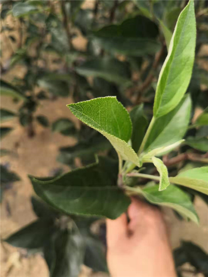 大同早熟苹果苗基地什么时候栽苹果苗好