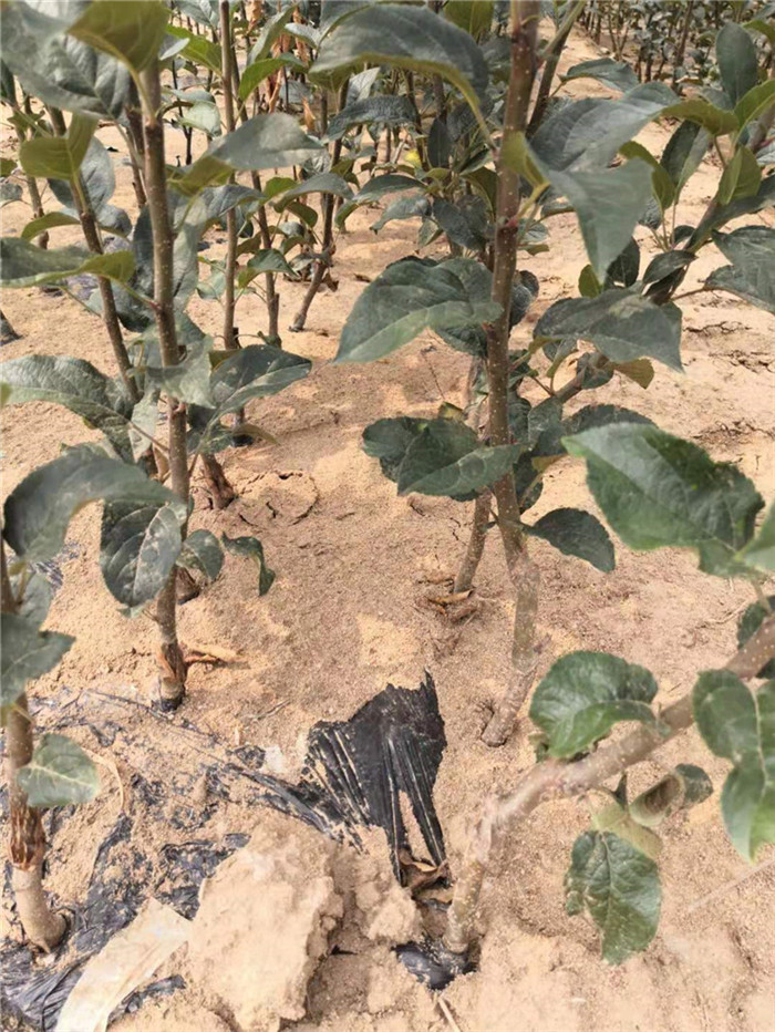 大連蘋果苗新品種多久能結果想種植蘋果苗哪個好