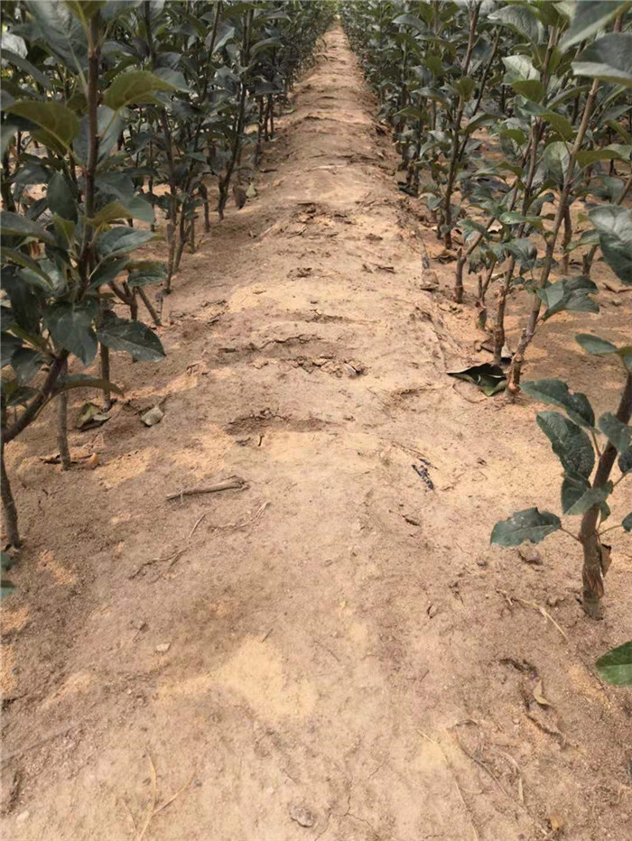 南陽蘋果苗供應(yīng)全紅不套袋蘋果苗品種