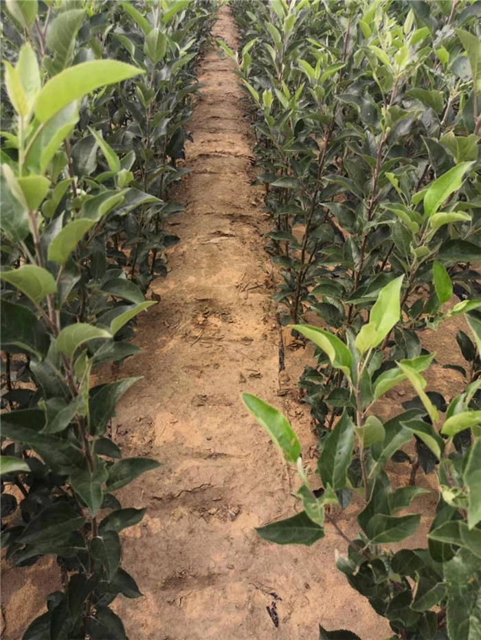 大連蘋果樹苗什么品種好現(xiàn)在哪賣蘋果樹苗