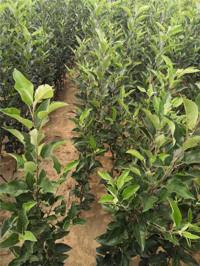 德陽蘋果苗矮化蘋果苗價格短枝蘋果苗品種