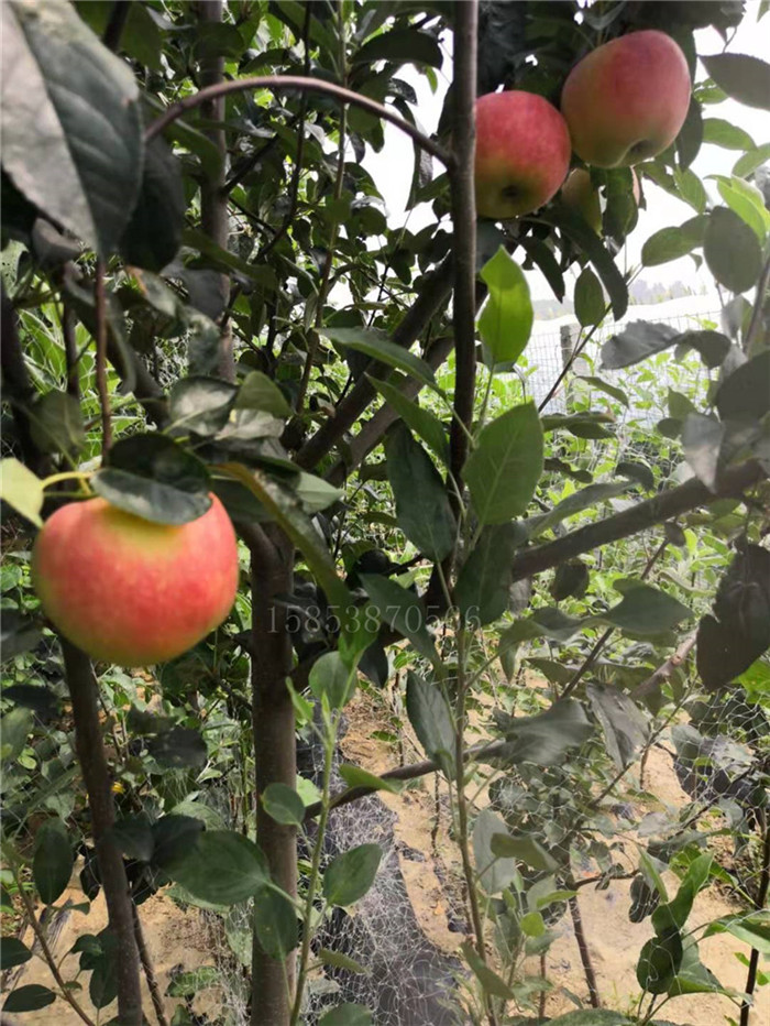 通化2年蘋果苗什么時候種植好那里有蘋果苗