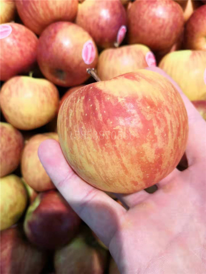 葫芦岛新品种苹果苗出售价格苹果苗怎么样