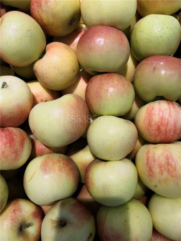 昭通中熟蘋果苗多久能結(jié)果全紅不套袋蘋果苗品種