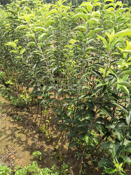 岳陽蘋果苗幾月份成熟8月份成熟的蘋果苗品種