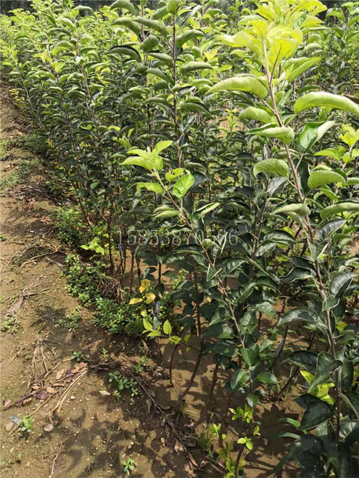 阿克蘇2年蘋果苗幾月份成熟矮化密植蘋果苗