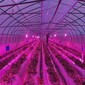  LED flower fill light greenhouse fill light plant growth light cucumber fill light picture