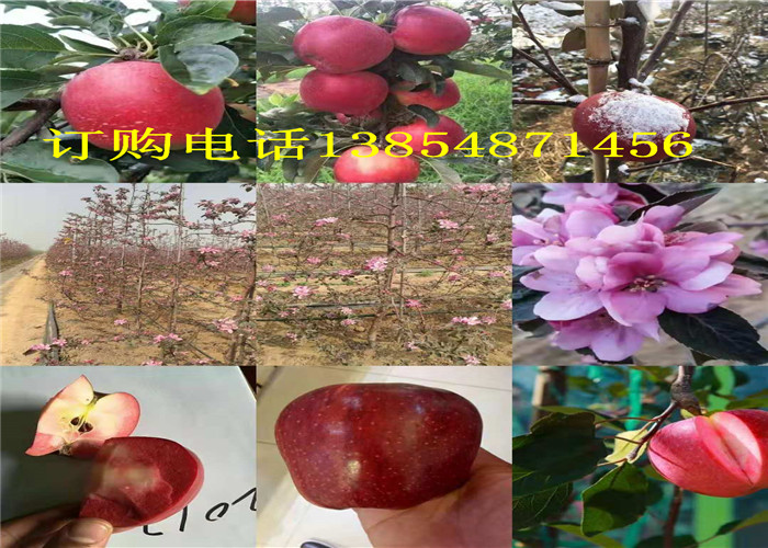 甘肃平凉无花果树多少钱？挂果无花果树苗给你多少钱一棵