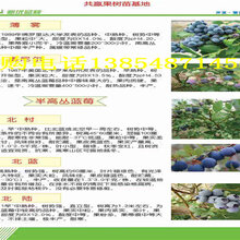 哪里买2年早桃树苗卖多少钱3年早桃树苗育苗基地在哪里图片