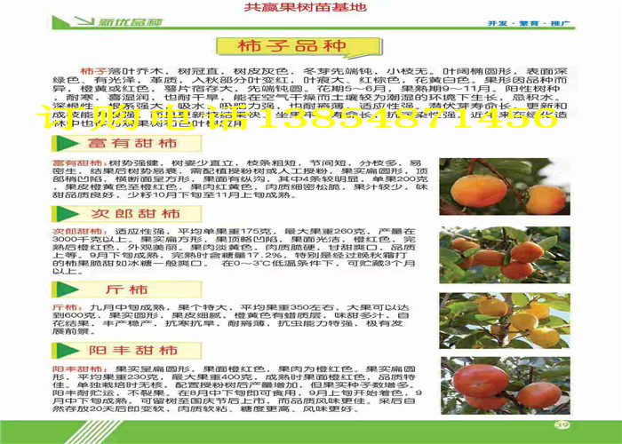 甘肃酒泉无花果树今卖多少钱一棵、无花果树苗哪里有