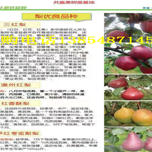 贵州黔东南梨树今卖多少钱一棵、梨树苗哪里有