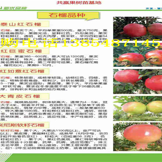 江苏常州2-3年梨树今卖多少钱一棵、2-3年梨树苗哪里有