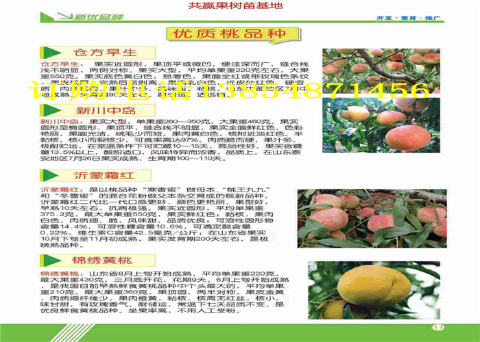 湖南郴州新品种梨树卖才多少钱一株
