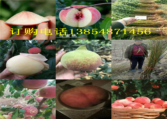 江苏常州2-3年梨树今卖多少钱一棵、2-3年梨树苗哪里有