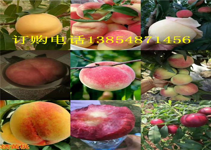 湖南郴州新品种梨树卖才多少钱一株