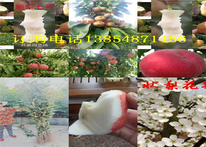 广东茂名哪里有3年果树苗出售、果树苗新品种介绍