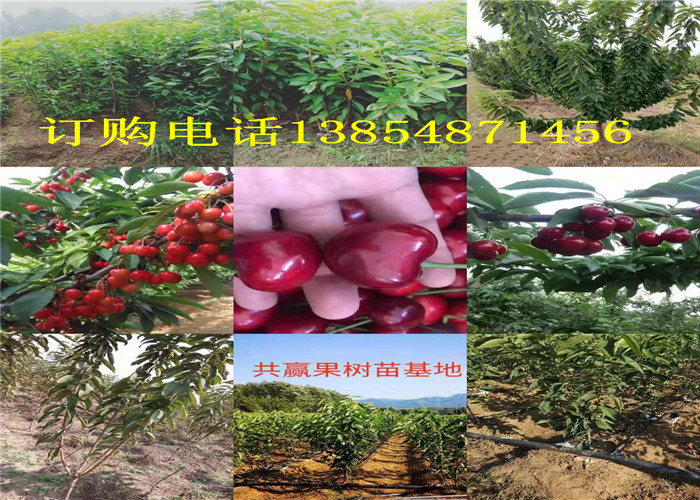 江苏常州2-3年梨树今卖多少钱一棵、2-3年梨树苗哪里有
