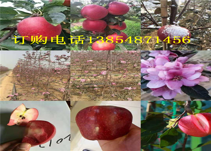江西九江哪里有3年果树苗出售、果树苗新品种介绍