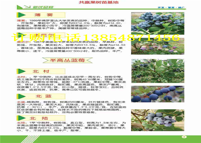 广东茂名哪里有3年果树苗出售、果树苗新品种介绍