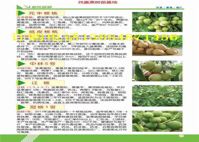 江西九江哪里有3年果树苗出售、果树苗新品种介绍