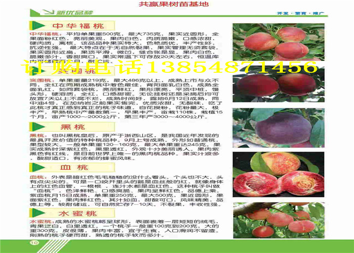 黑龙江双鸭山晚熟梨树出售价格、晚熟梨树苗哪里有卖的