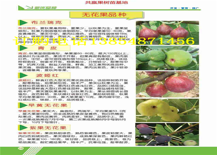 江西上饶新梨树品种哪里有新梨树品种此处卖多少钱