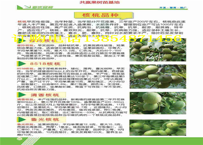 广东佛山哪里有梨树价格是多少钱
