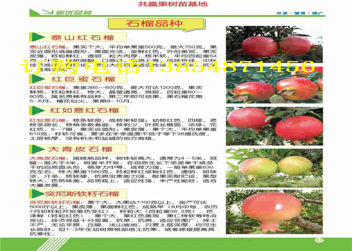 四川广安柿子树哪里卖,哪里出售柿子树