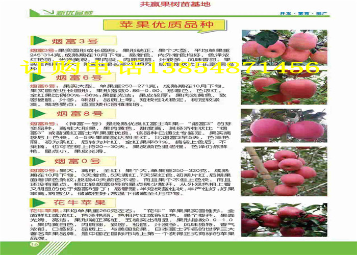 陕西渭南卖的梨树多少钱、梨树苗成品格