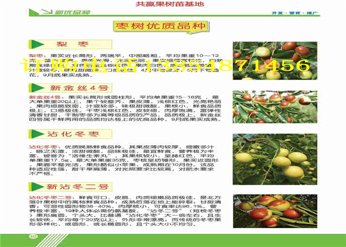 广东珠海果树苗出售价格、果树苗苗哪里有卖的