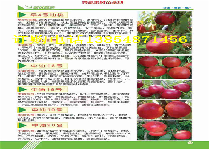 甘肃甘南新品种梨树哪里卖,哪里出售新品种梨树