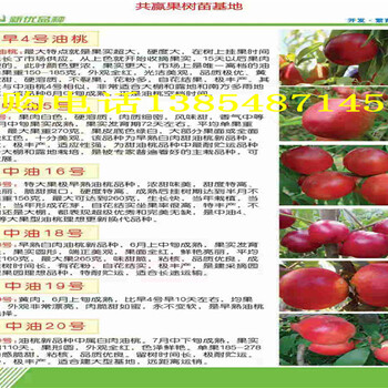 内蒙古鄂尔多斯新品种梨树哪里卖,哪里出售新品种梨树