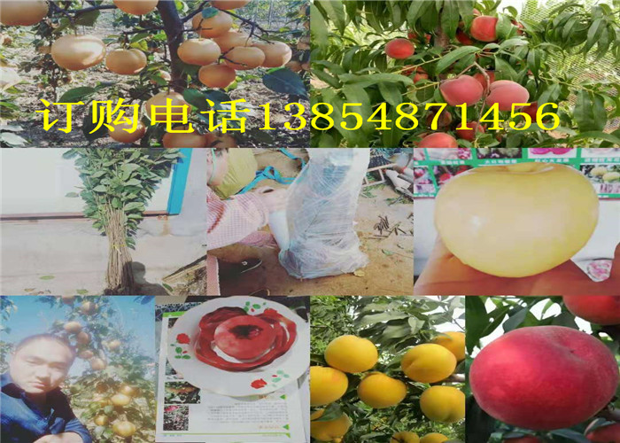 贵州黔东南3年梨树哪里有梨树苗怎么卖的
