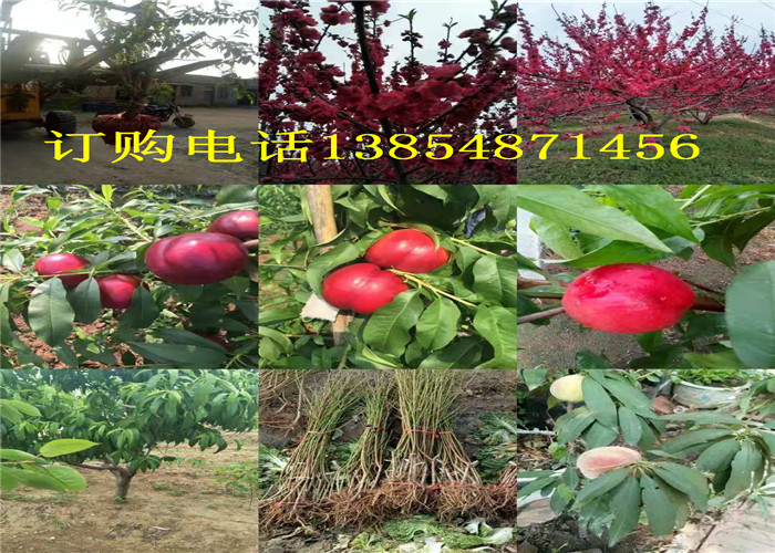 贵州毕节新品种梨树哪里卖,哪里出售新品种梨树