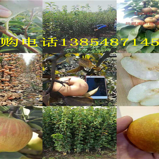 青海海北哪里有梨树理想价格是多少钱