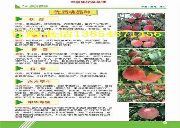 青海海北哪里有梨树价格是多少钱